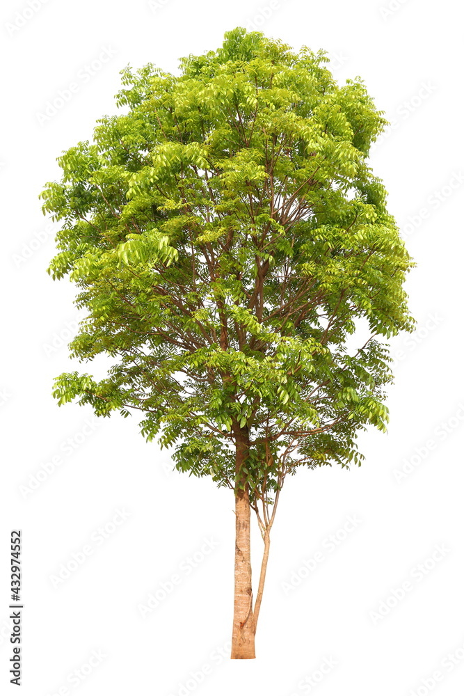 Fototapeta premium Isolated mahogany tree on white background for landscape design usage