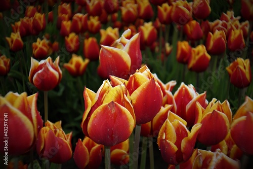 Orange and Yellow Tulip