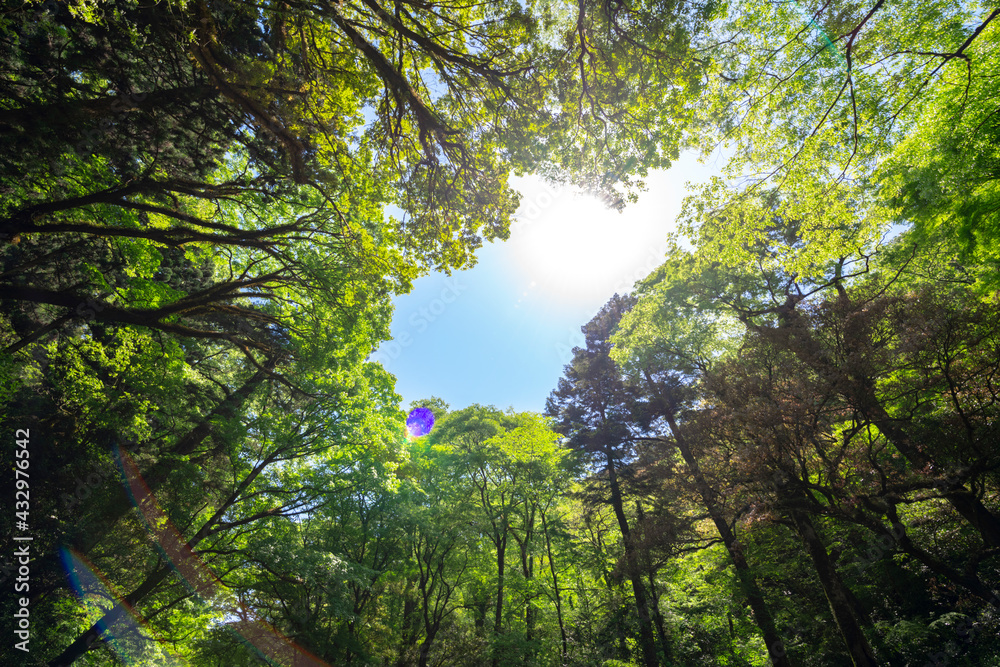 Obraz premium 5月新緑の菊池渓谷【熊本県菊池市】