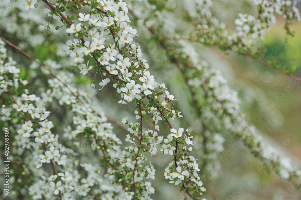 花,白い花 花,白い花