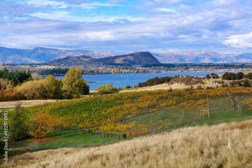 A vineyard in autumn, with the town of Wanaka, South Island, New Zealand, in the background