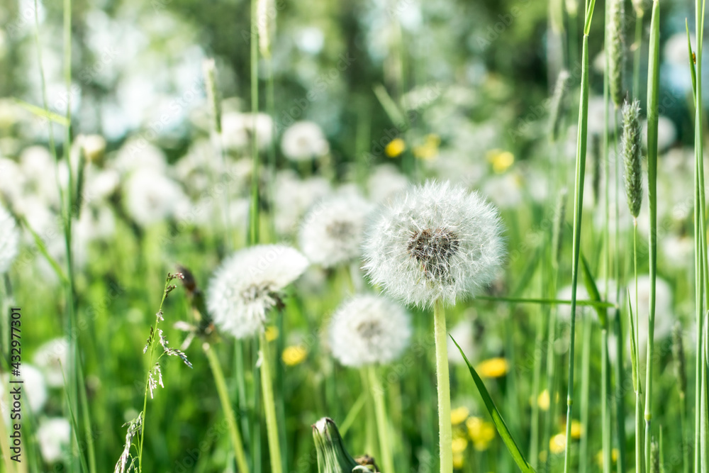 Big field with white fluffy dandelions and fresh green grass. Summer spring natural landscape. Big field with white fluffy dandelions and fresh green grass. Summer spring natural landscape.