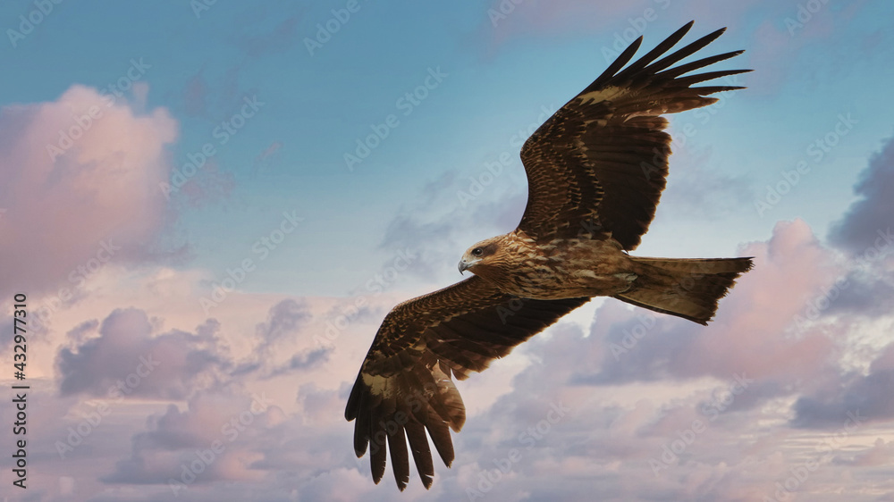 Obraz premium flying bird