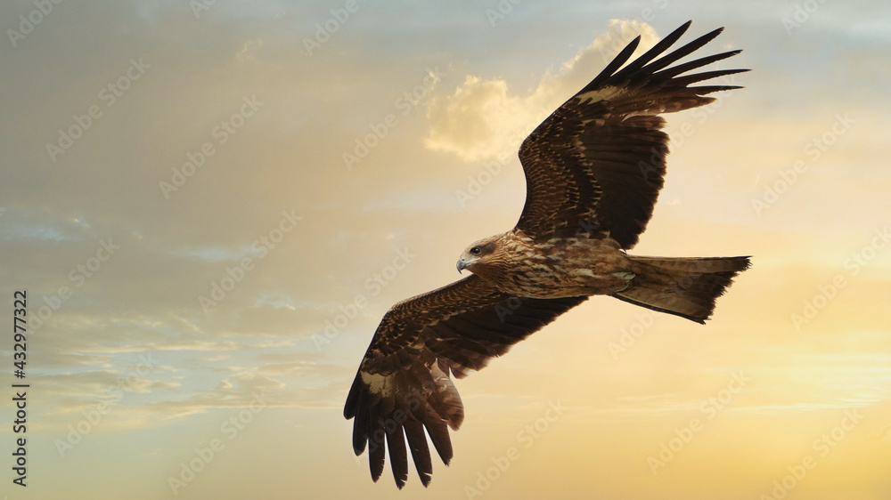 Fototapeta premium flying bird