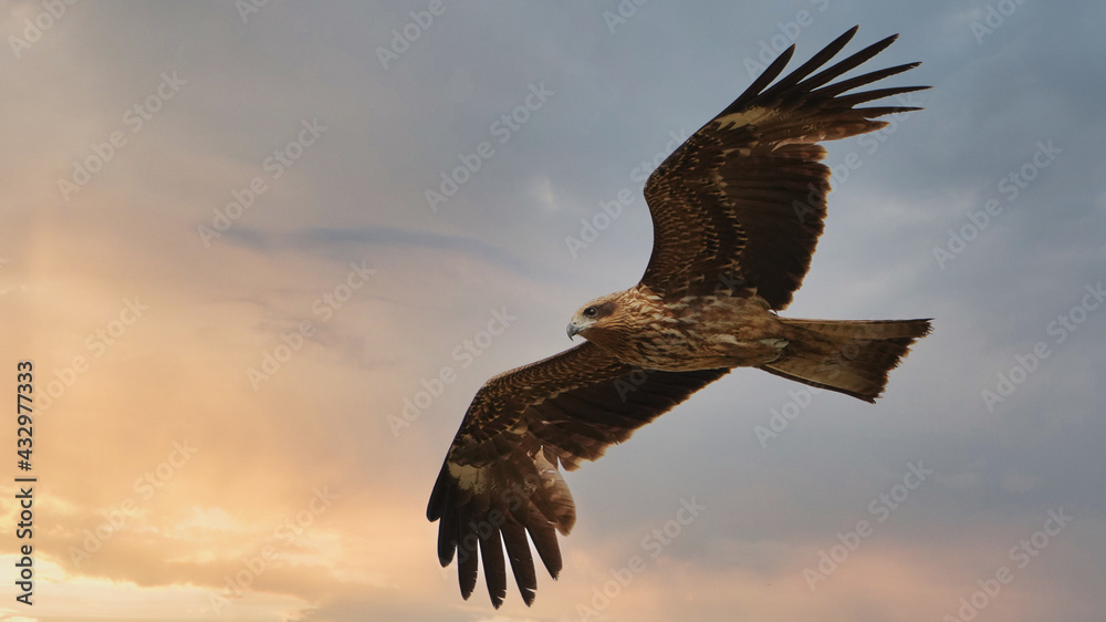 Obraz premium flying bird