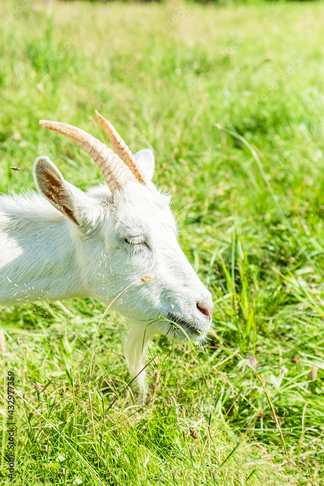 Obraz premium Cute white goat graze on the meadow with fresh green grass in the village. Organic animal husbandry. Vertical photo.