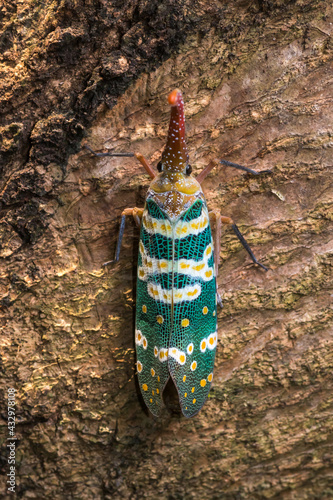 Candelaria Pyrops on the tree photo