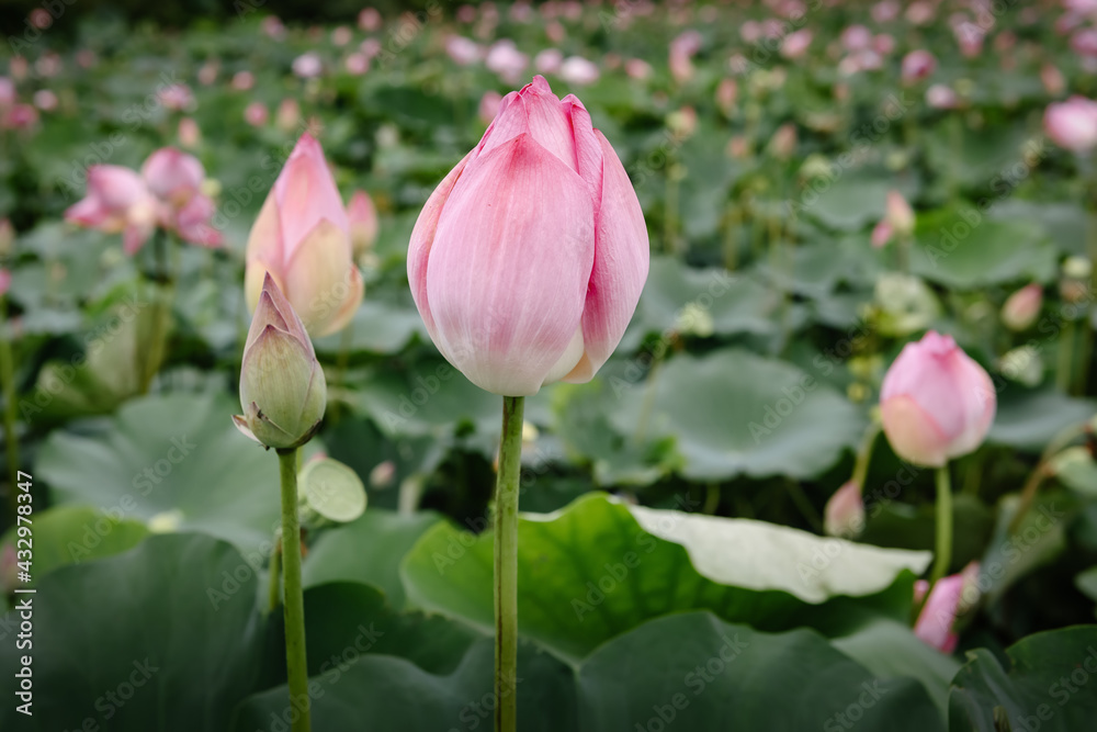 Pink Lotus Flowers Blooming in The Lake, Waterlily Flower With Beautiful Leaves Pattern.Tropical Botany Flower Plant Blossoming in The Nature Pond. Natural Background Pink Lotus Flowers Blooming in The Lake, Waterlily Flower With Beautiful Leaves Pattern.Tropical Botany Flower Plant Blossoming in The Nature Pond. Natural Background