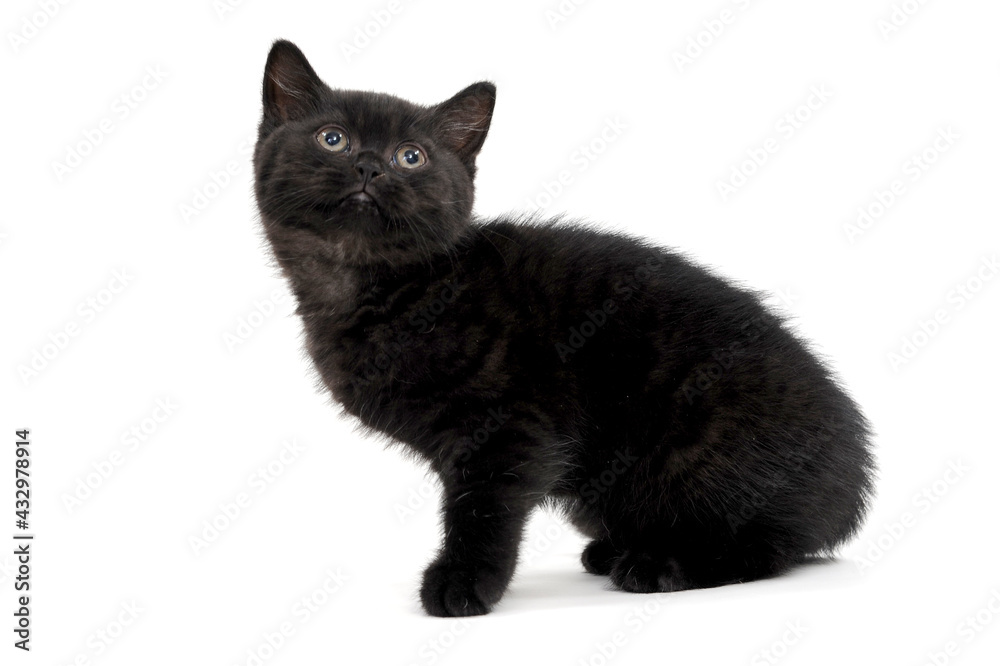 fluffy purebred black kitten sits on a white background fluffy purebred black kitten sits on a white background