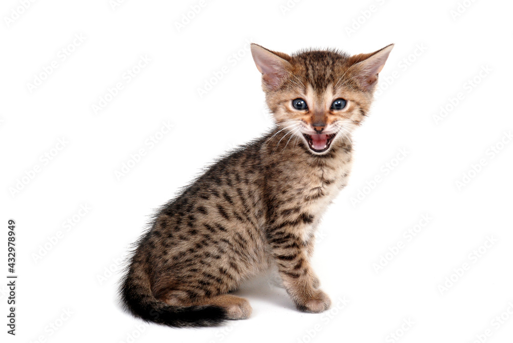 a striped purebred kitten sits on a white background