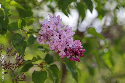 Close up of Lilac flower bunches