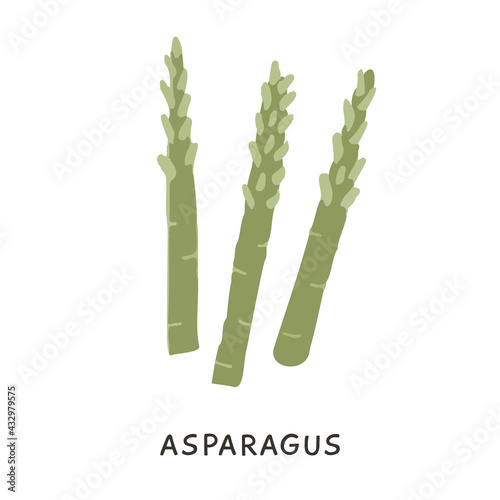 Green asparagus stems isolated on white. Raw fresh vegetables. Hand drawn vector illustration. Ingredient for Mediterranean cuisine. Flat Icon of organic dietary vegetable for healthy nutrition.