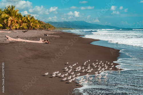 Playa de Matapalo, Costa Rica. Shorebirds foraging along the waves on the coast. Nature landscape. photo