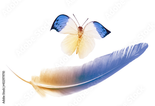 Beautiful color feather and butterfly isolated on white background