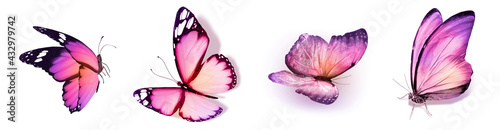 Color natural and watercolor butterflies , isolated on white background