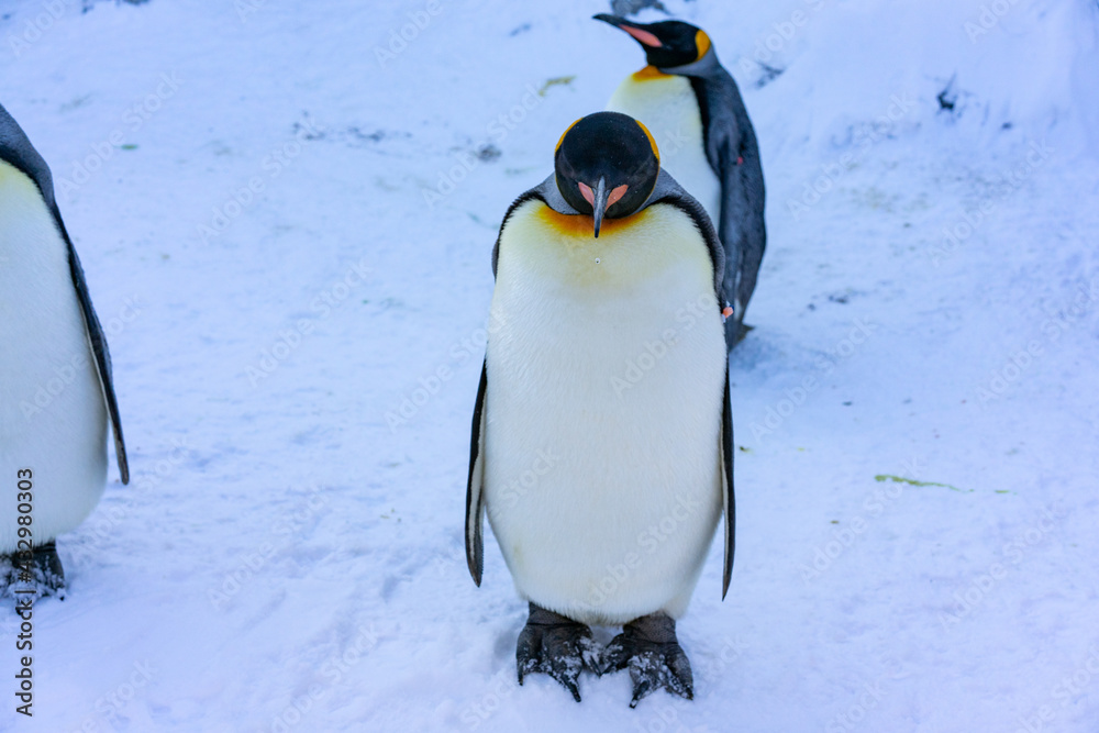 コウテイペンギン 皇帝ペンギン ペンギン 親子 かわいい Stock 写真 Adobe Stock