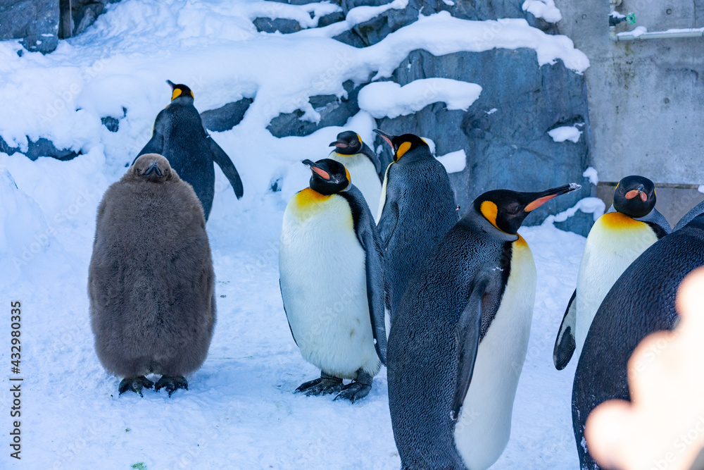 コウテイペンギン 皇帝ペンギン ペンギン 親子 かわいい Stock Photo Adobe Stock