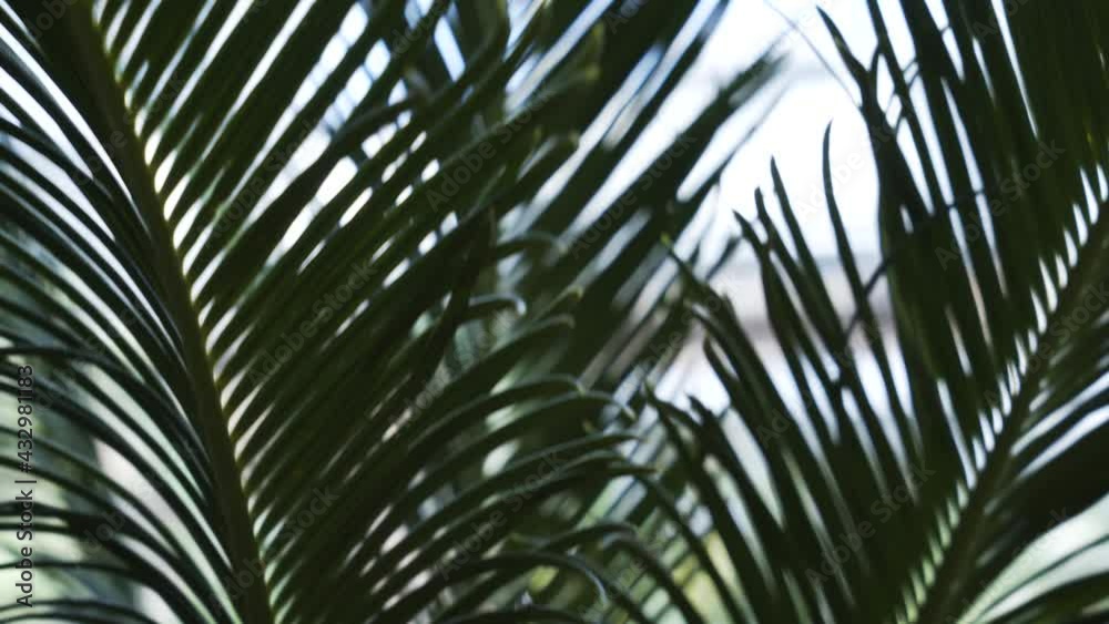 Vacation palm tree leave during the hot summer day Vacation palm tree leave during the hot summer day