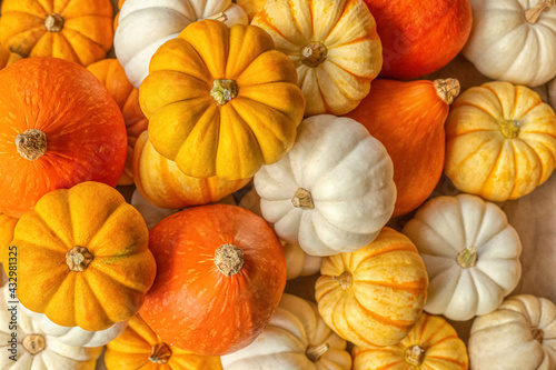 Full frame of Ripe whole colorful pumpkins on beige background