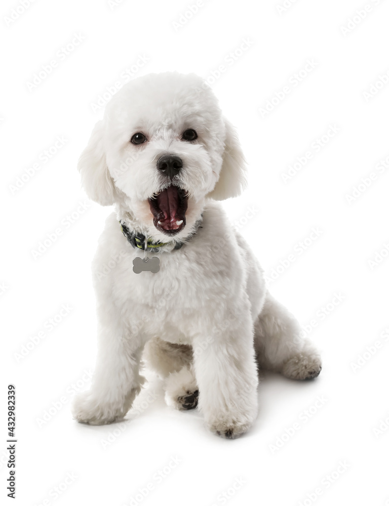 Cute Bichon on white background