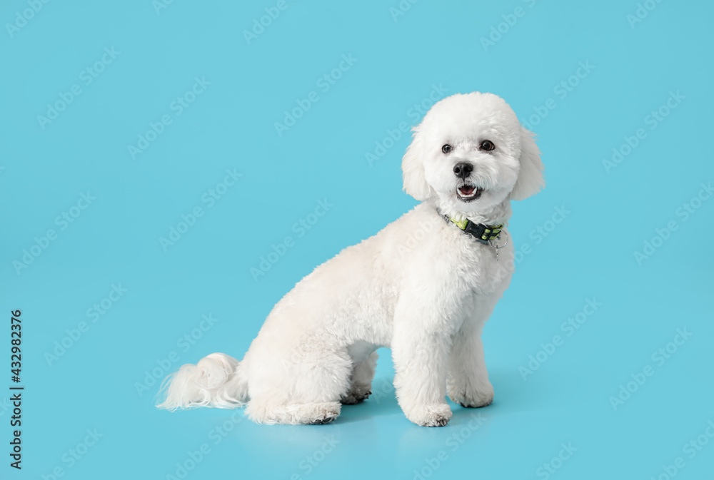 Fototapeta premium Cute little Bichon on color background
