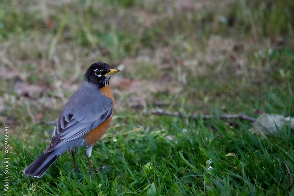 robin on the grass robin on the grass