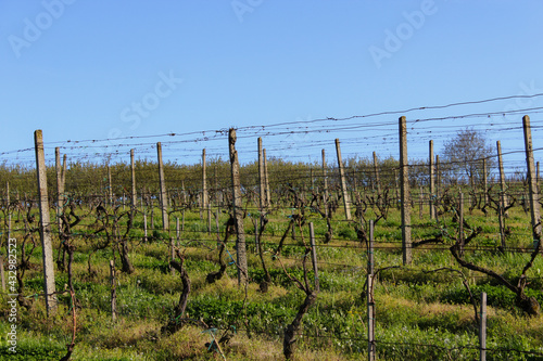 vineyard © Czapp