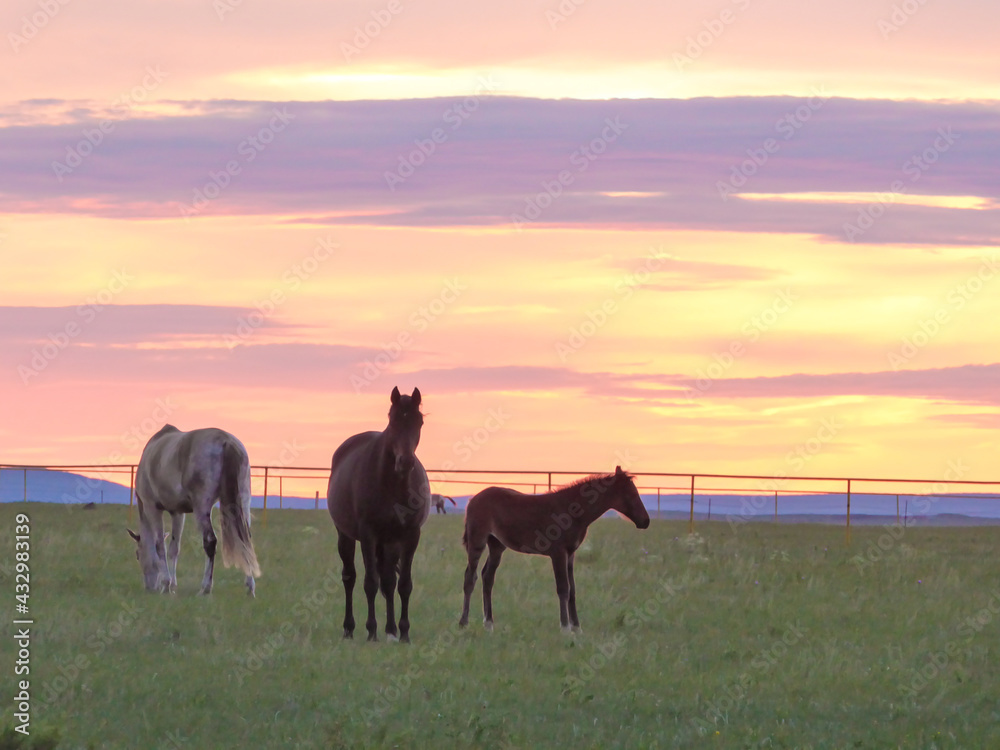 Heard of horses grazing on a vast pasture in Xilinhot, Inner Mongolia during the sunset. The sky is pink and orange. A small foal and his mother. Endless grassland. Natural habitat Heard of horses grazing on a vast pasture in Xilinhot, Inner Mongolia during the sunset. The sky is pink and orange. A small foal and his mother. Endless grassland. Natural habitat