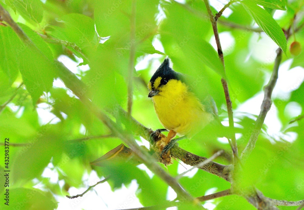 Yellow tit bird (Machlolophus holsti),in the Taiwan. Yellow tit bird (Machlolophus holsti),in the Taiwan.