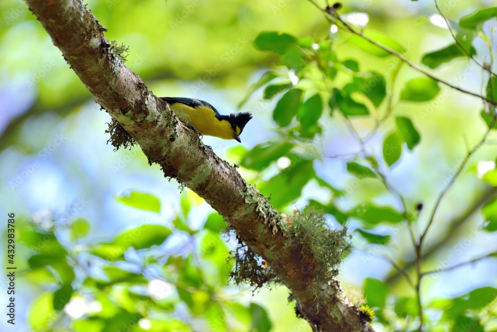 Yellow tit bird (Machlolophus holsti),in the Taiwan. Yellow tit bird (Machlolophus holsti),in the Taiwan.