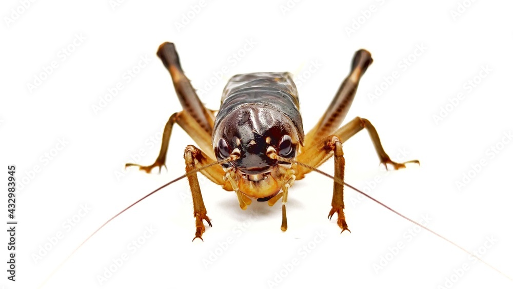 Cricket small isolaed on white background. Cricket small isolaed on white background.