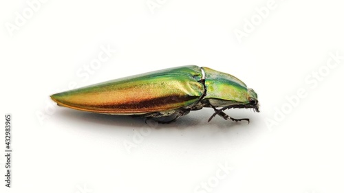 shiny green click beetle insect