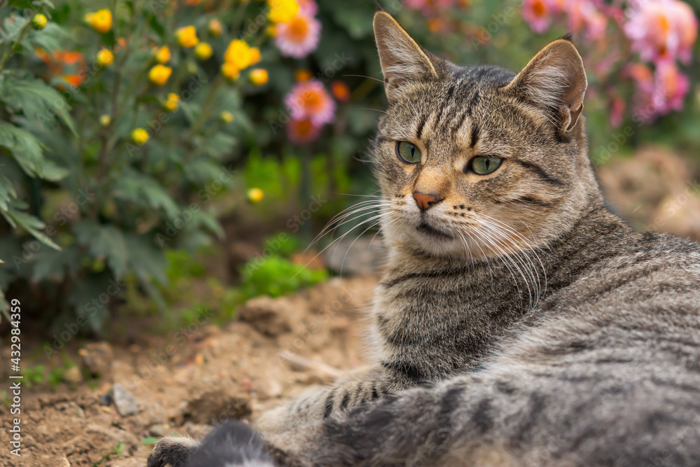 A tabby cat lies on the ground among flowers. Grey cat among the chrysanthemums in the garden. Rest and relaxation. Street homeless cat. Close-up portrait in profile. Autumn composition.