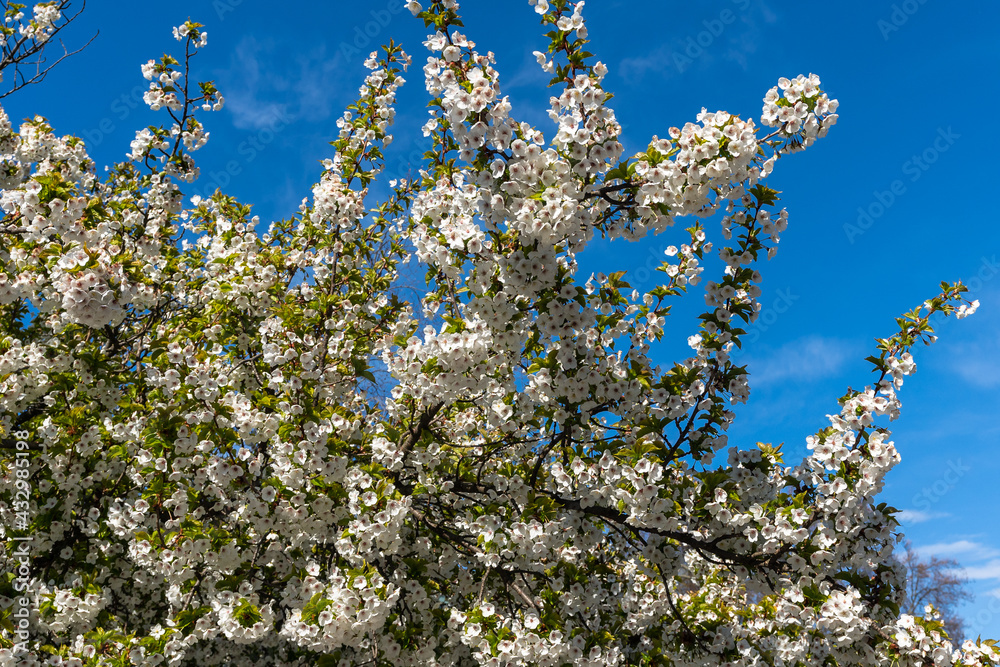 Spring blooming in Stockholm. Amazing view of flowering garden apple and cherry fruit trees with white blossom. Spring blooming in Stockholm. Amazing view of flowering garden apple and cherry fruit trees with white blossom.