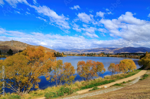 Autumn landscape at Cromwell, Otago, New Zealand. A row of trees with bright fall foliage on the edge of Lake Dunstan