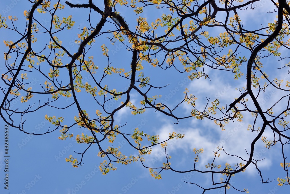 Beautiful texture of leaves with sky background( Farm in Taiwan) Beautiful texture of leaves with sky background( Farm in Taiwan)