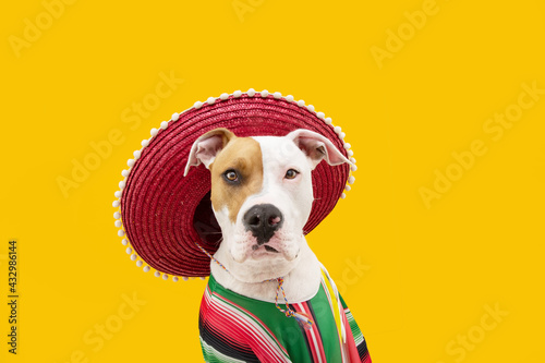 Funny American Staffordshire dog celebrating carnival, hallowen or new year dressed as a mexican. Isolated on yellow background © Sandra