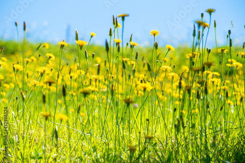 Background image of a field of Hypochaeris radicata in full bloom photo