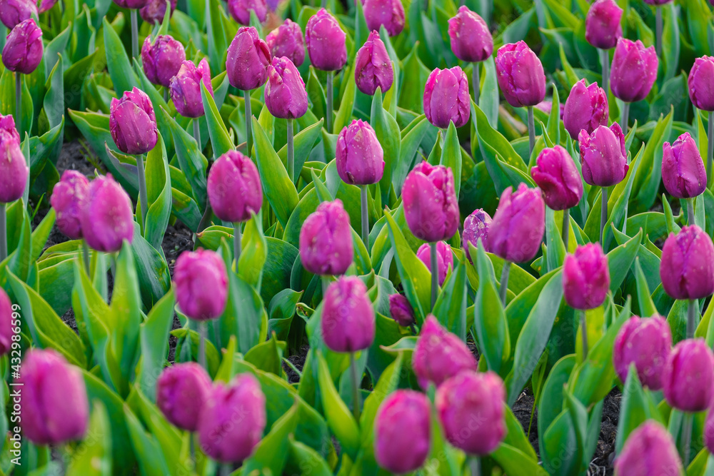 Fototapeta premium texture of lilac tulips on a green background
