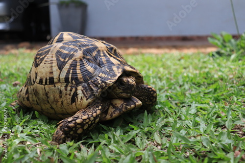 turtle on grass