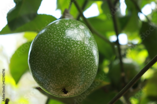 avocado on the tree