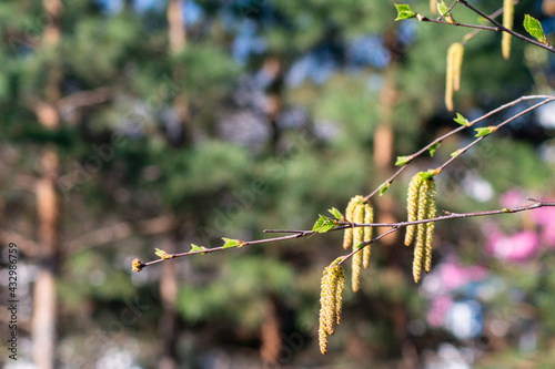 spring flowers on the birch branch