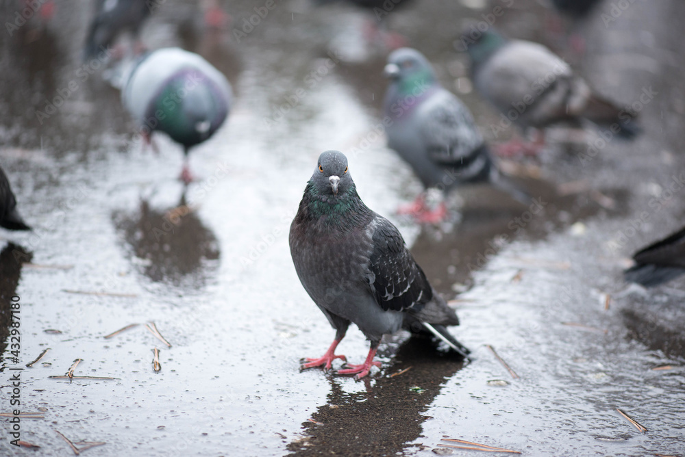 Fototapeta premium pigeons in the background and a brazen pigeon stands wet in the rain