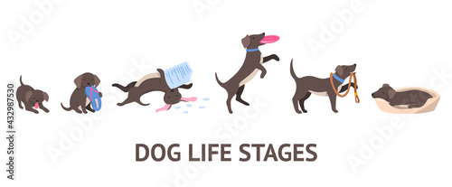 Cartoon Color Character Dog Growth Stages Set. Vector