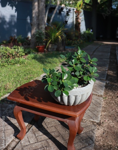 garden bench and flowers