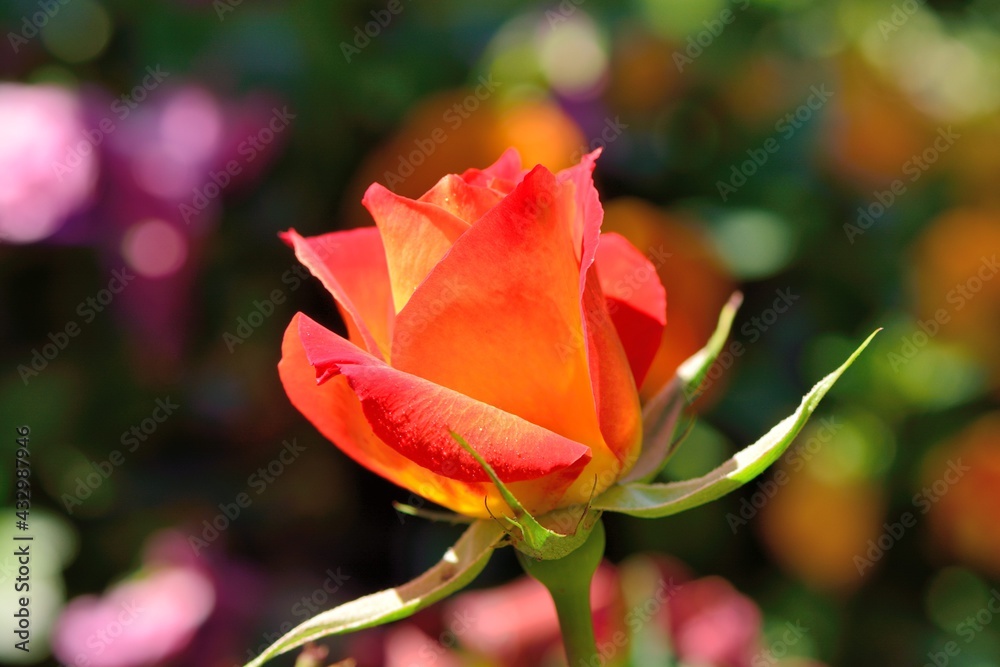 Colorful Roses Shooting in Hsinchu, Taiwan Colorful Roses Shooting in Hsinchu, Taiwan