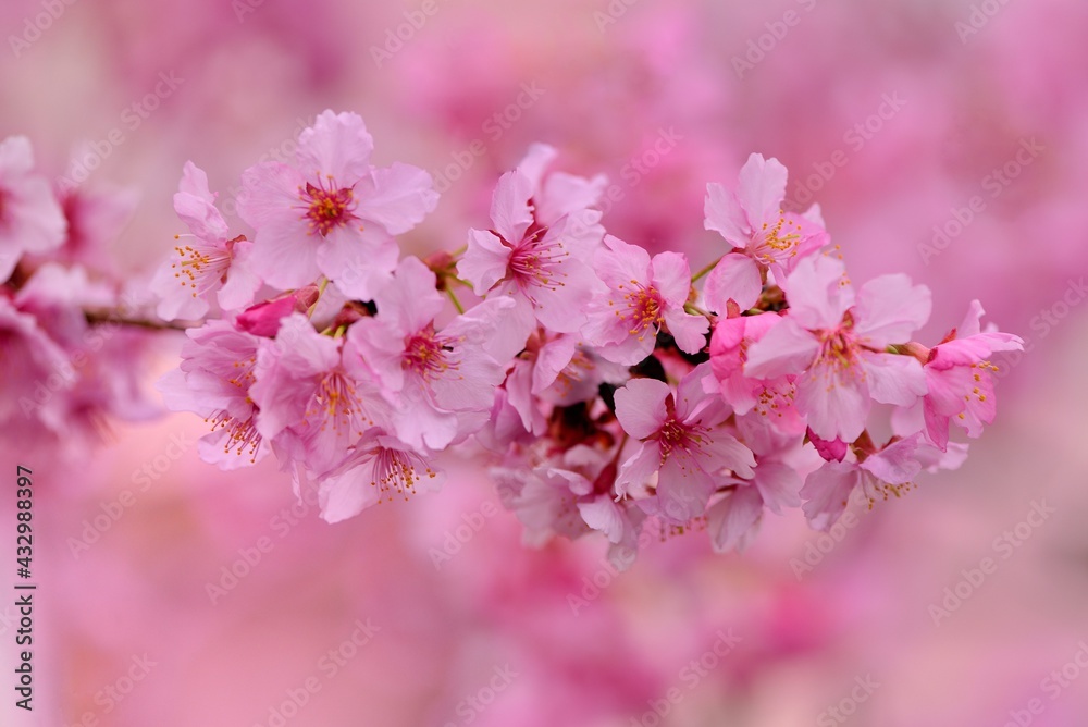 Pink Lady Cherry Blossoms.Taiwan Sakura and Japanese cherry mixed species Pink Lady Cherry Blossoms.Taiwan Sakura and Japanese cherry mixed species