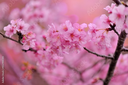Pink Lady Cherry Blossoms.Taiwan Sakura and Japanese cherry mixed species © chienmuhou