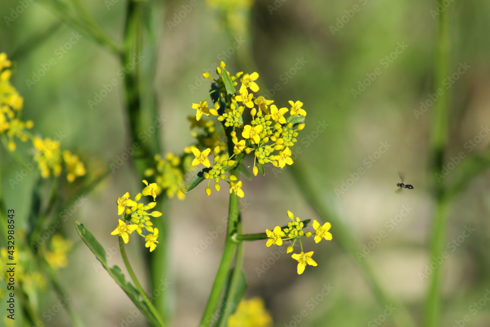 austrian yellow cress in bloom close-up with a small blowfly flying on right austrian yellow cress in bloom close-up with a small blowfly flying on right