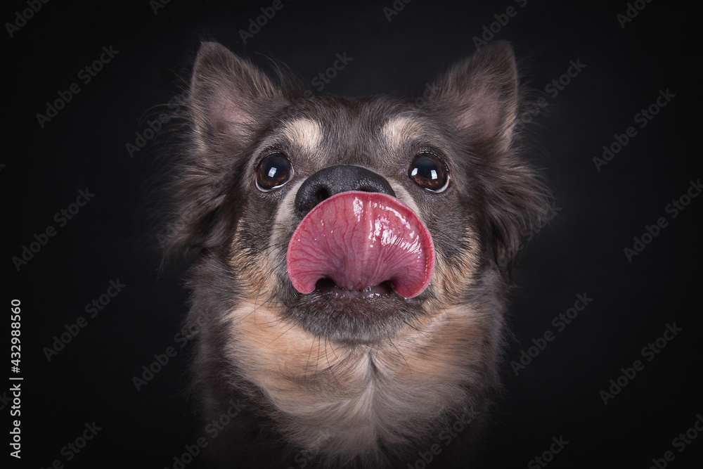 Obraz premium Portrait Hund vor schwarzem Hintergrund im low key light im Studio